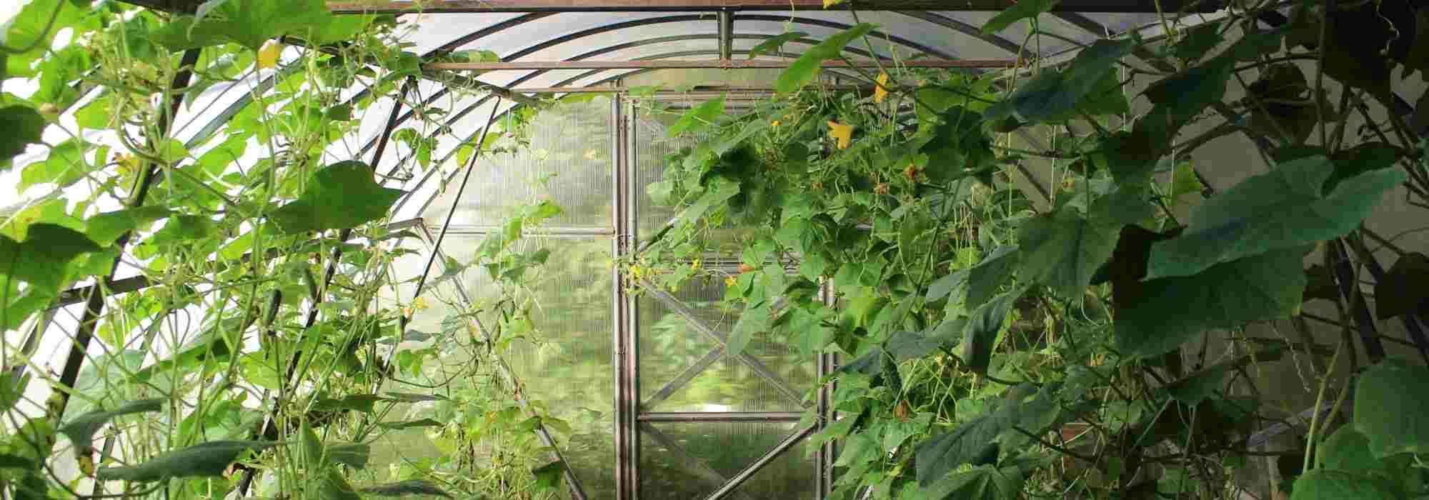 Fighting against diseases and pests in greenhouses