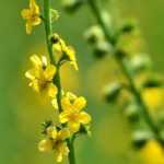 Agrimony: planting, growing, benefits