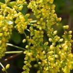 Chiastophyllum or Golden Drop: planting, cultivation