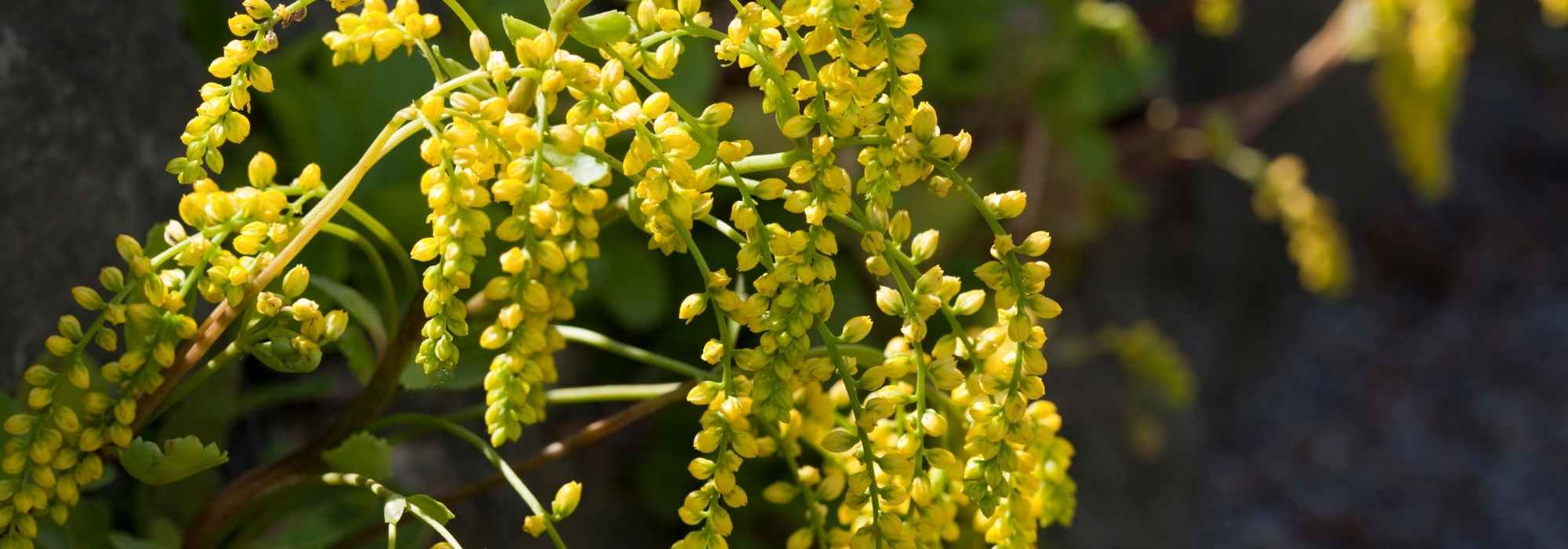 Chiastophyllum or Golden Drop: planting, cultivation