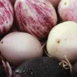 Choosing aubergines