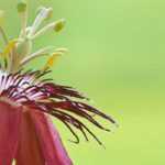 Choosing a passion flower