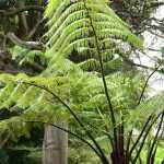 Cyathea: planting, growing, and maintaining