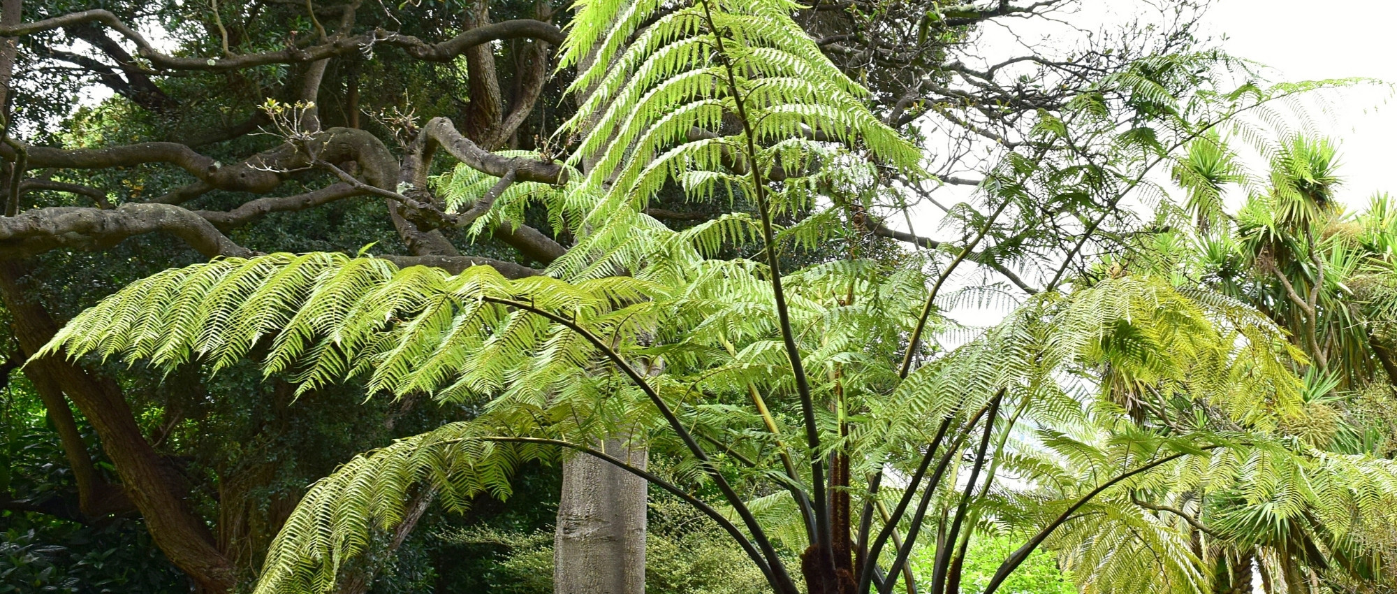 Cyathea: planting, growing, and maintaining