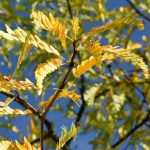 Gleditsia triacanthos, Honey Locust: planting, cultivation