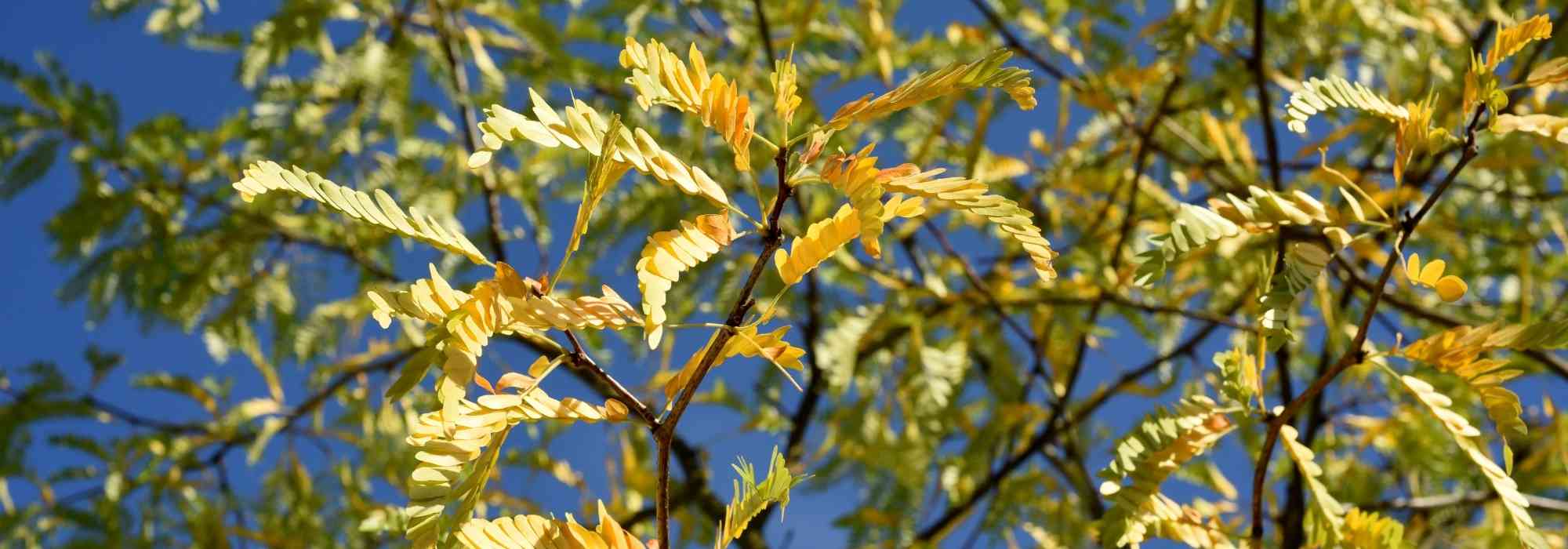 Gleditsia triacanthos, Honey Locust: planting, cultivation