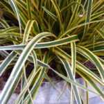Growing and caring for Carex in pots