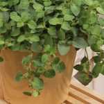 Growing oregano in pots