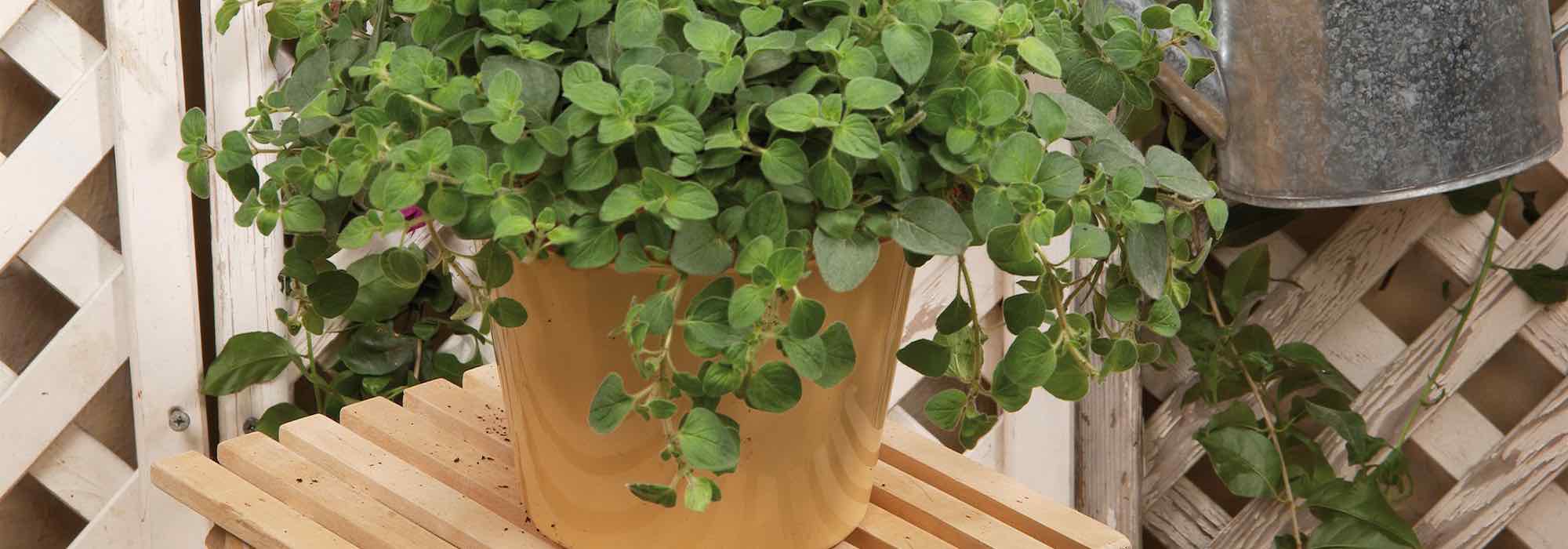 Growing oregano in pots