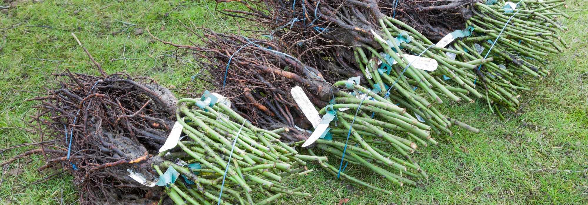 Root dressing