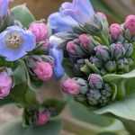 Mertensia maritima: sowing, cultivation, harvest