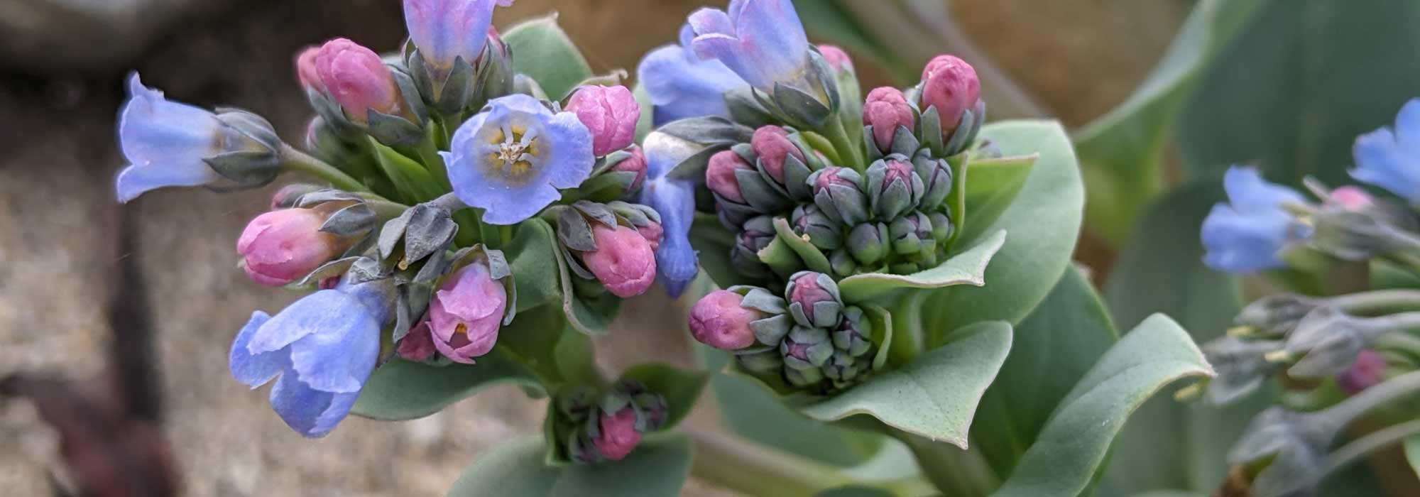 Mertensia maritima: sowing, cultivation, harvest