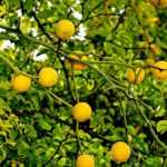 Poncirus: planting, caring for, and harvesting the fruits