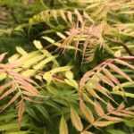 Sorbaria sorbifolia, commonly known as false spiraea: planting, growing