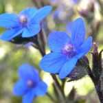 Growing anchusa in pots