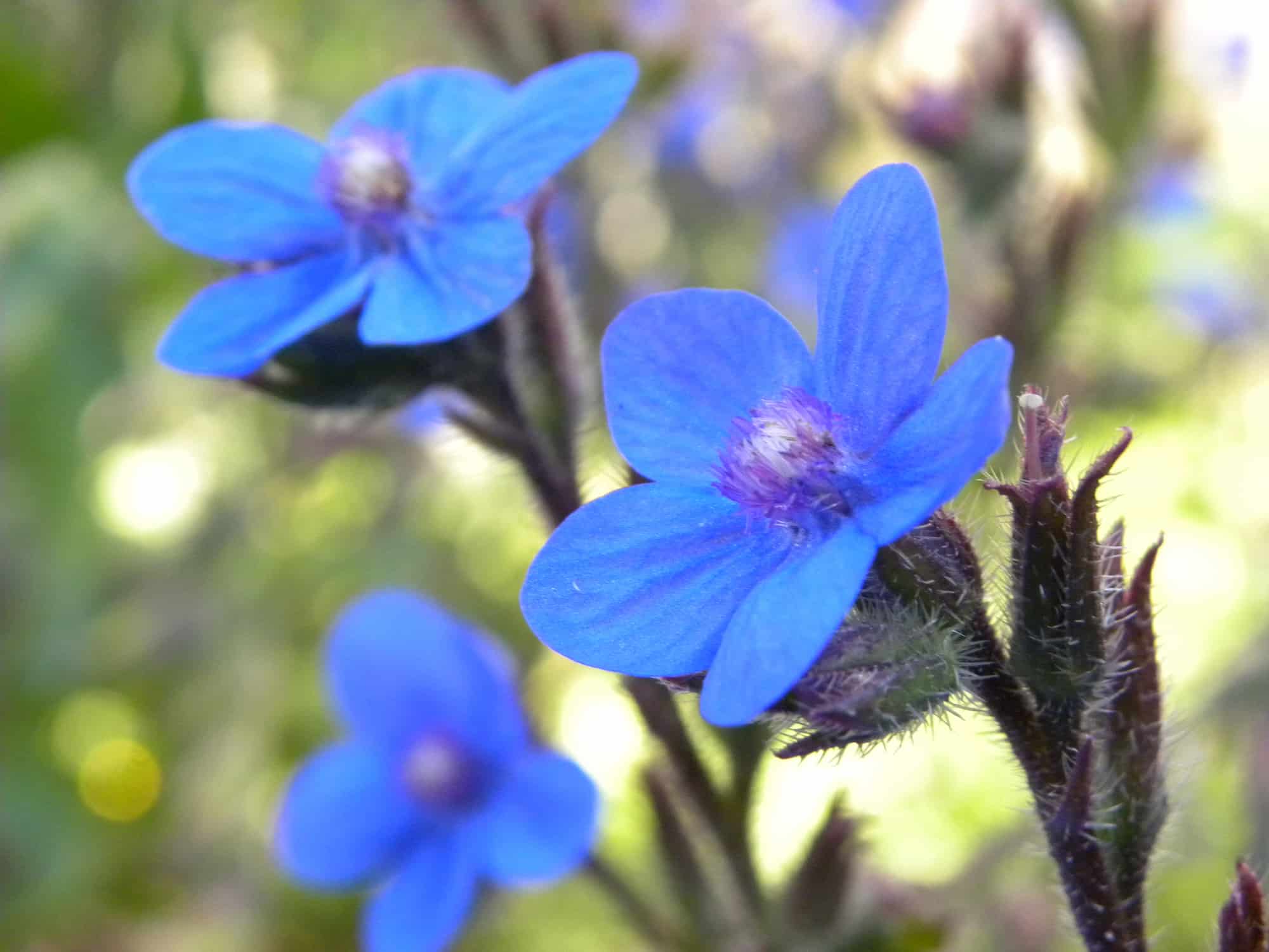 Growing borage in pots
