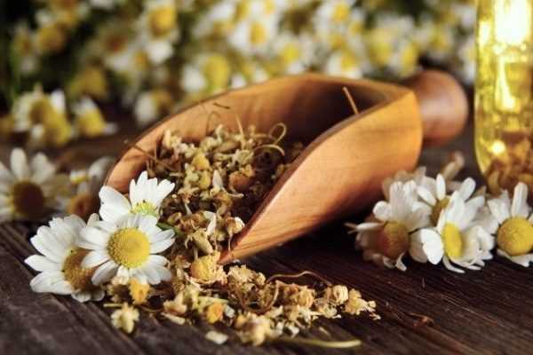 How to Dry Chamomile Flowers?
