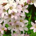 Pink bellflowers
