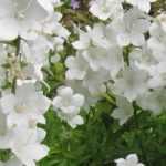 White campanulas