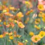 Geum, Avens: how to choose it?