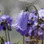 6 campanulate ground covers