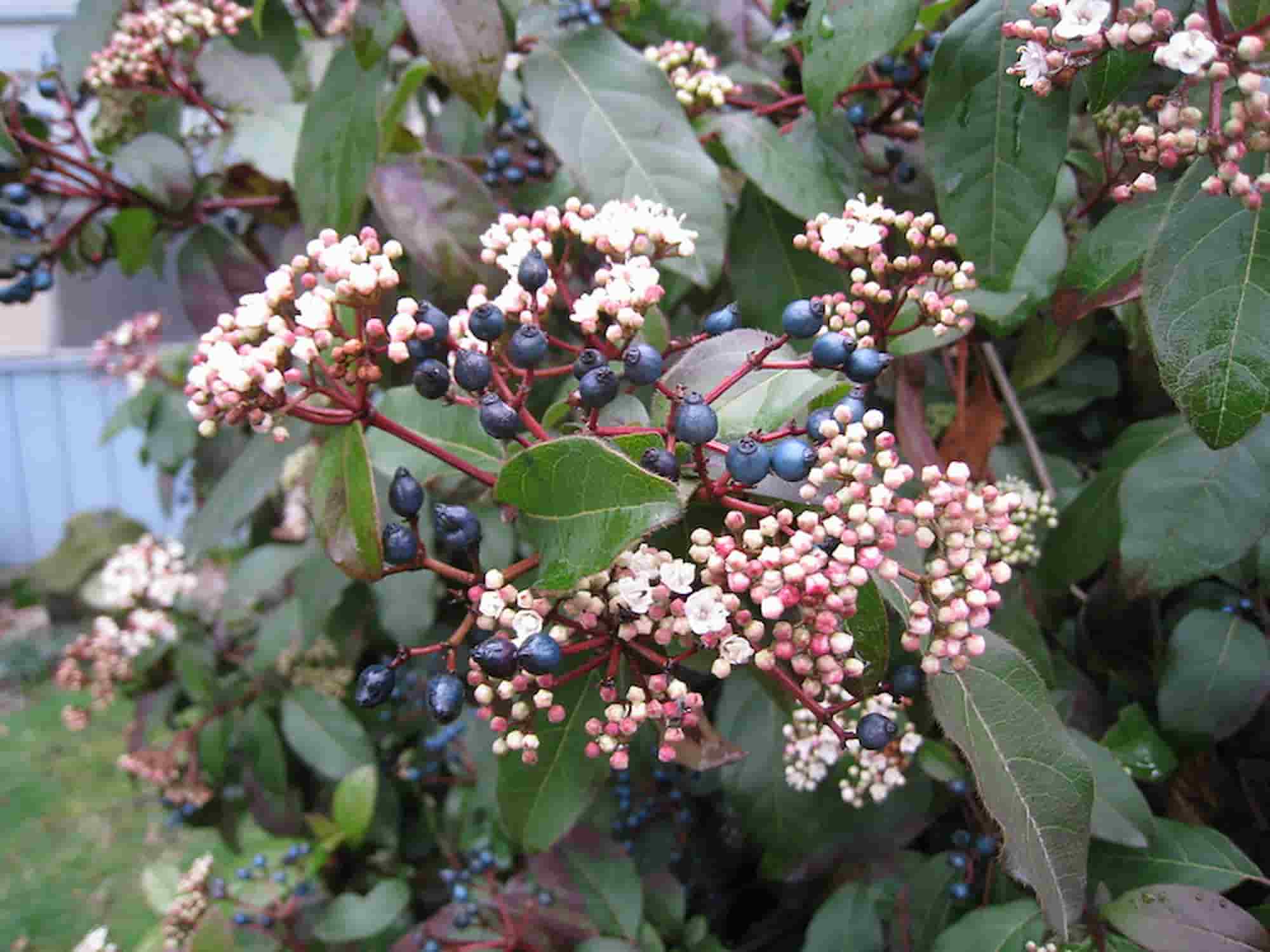 Diseases and pests of laurustinus