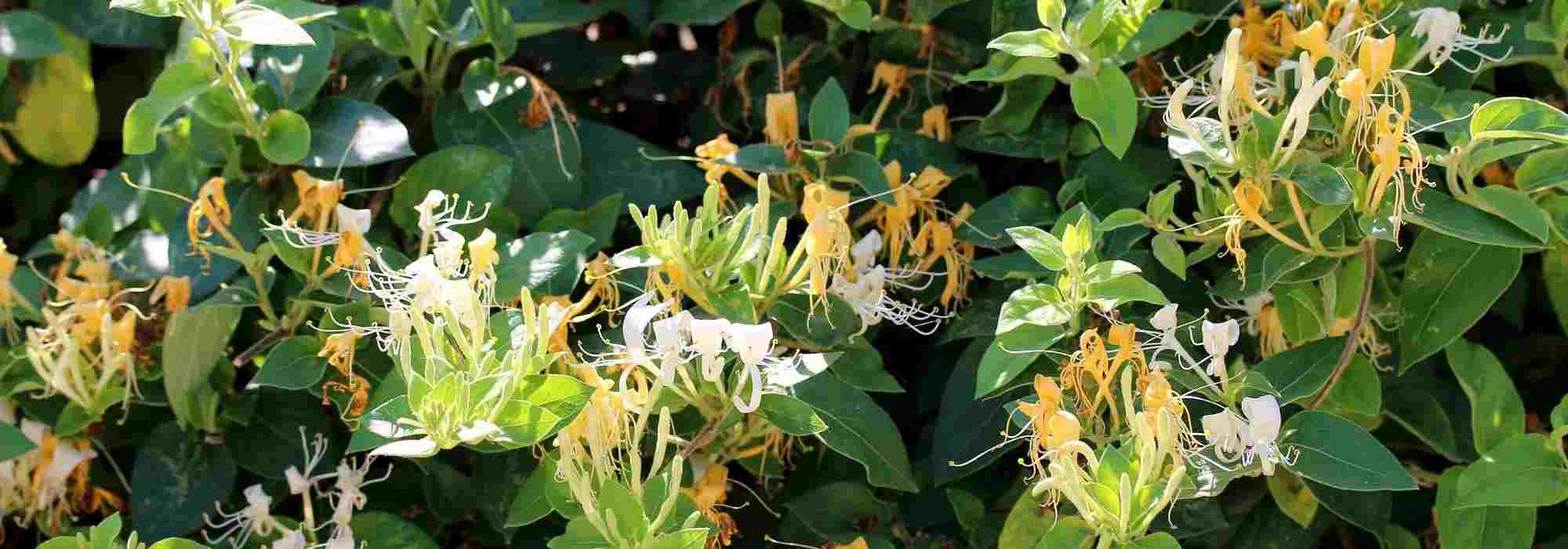 How to plant a Honeysuckle in a pot