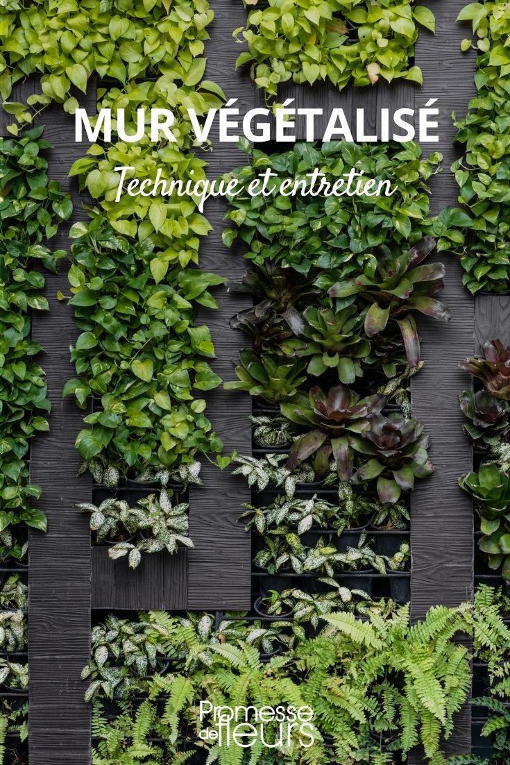 living wall Living Walls: Techniques and Maintenance