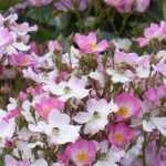The most beautiful dog rose bushes