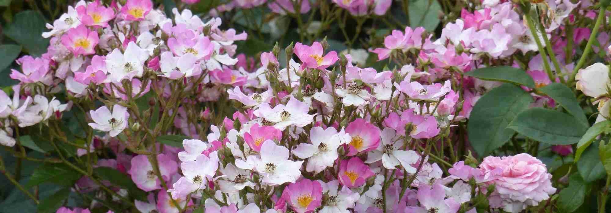 The most beautiful dog rose bushes