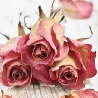 How to dry roses?