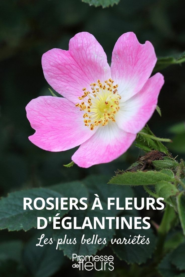 rose bush with single flowers