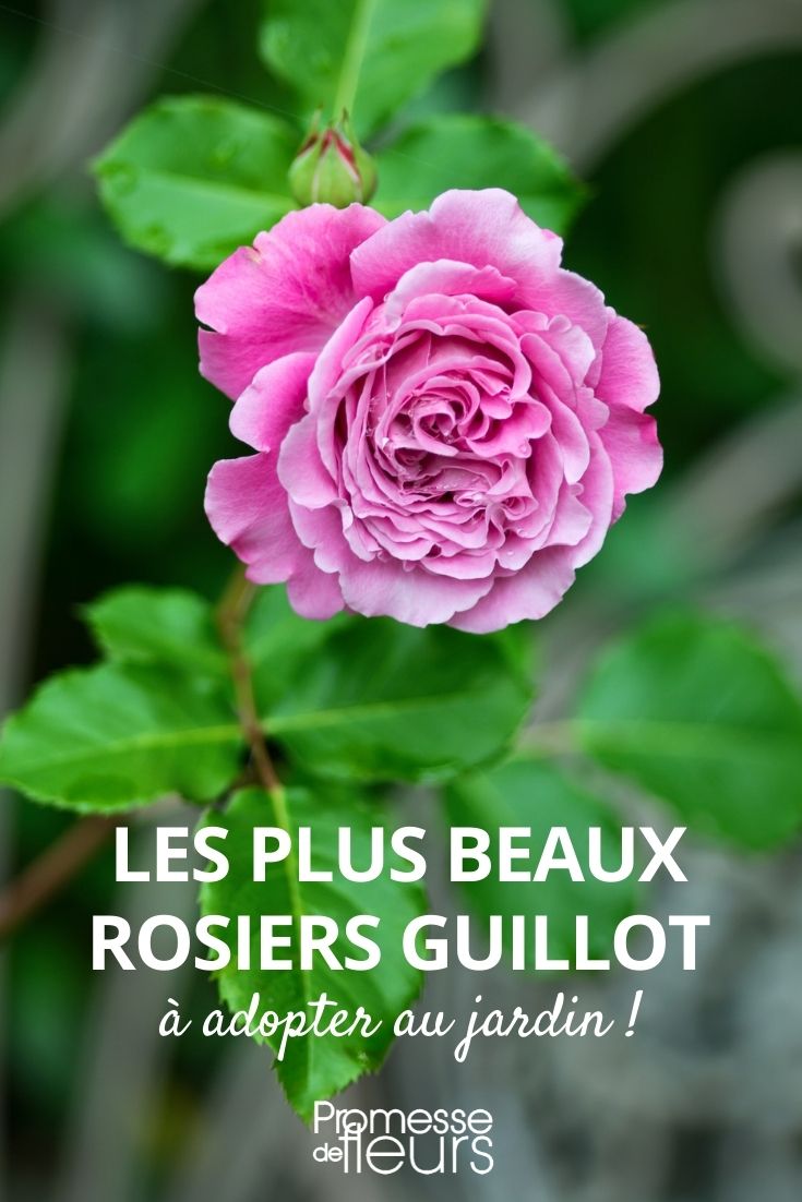 Selection of Guillot Roses