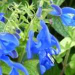 7 blue salvias to adopt in the garden