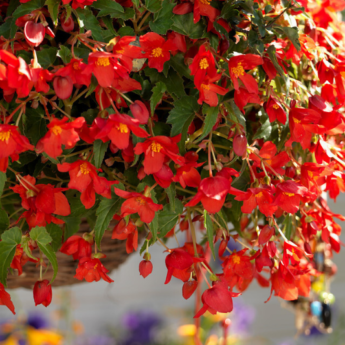 How to create a hanging Begonia display?