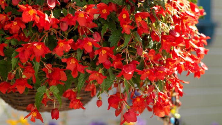 How to make a hanging Begonia display?