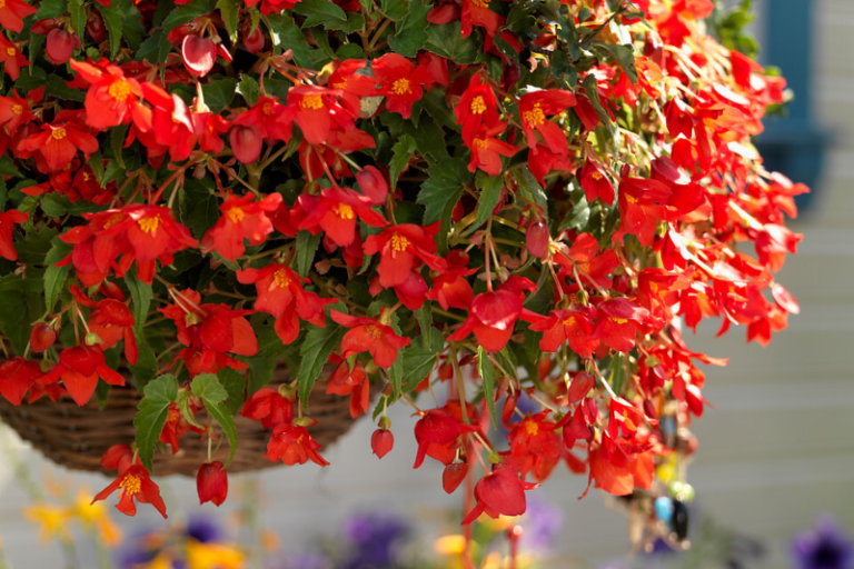 How to make a hanging Begonia display?