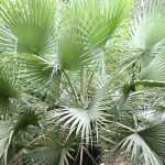 Brahea: planting, growing and care