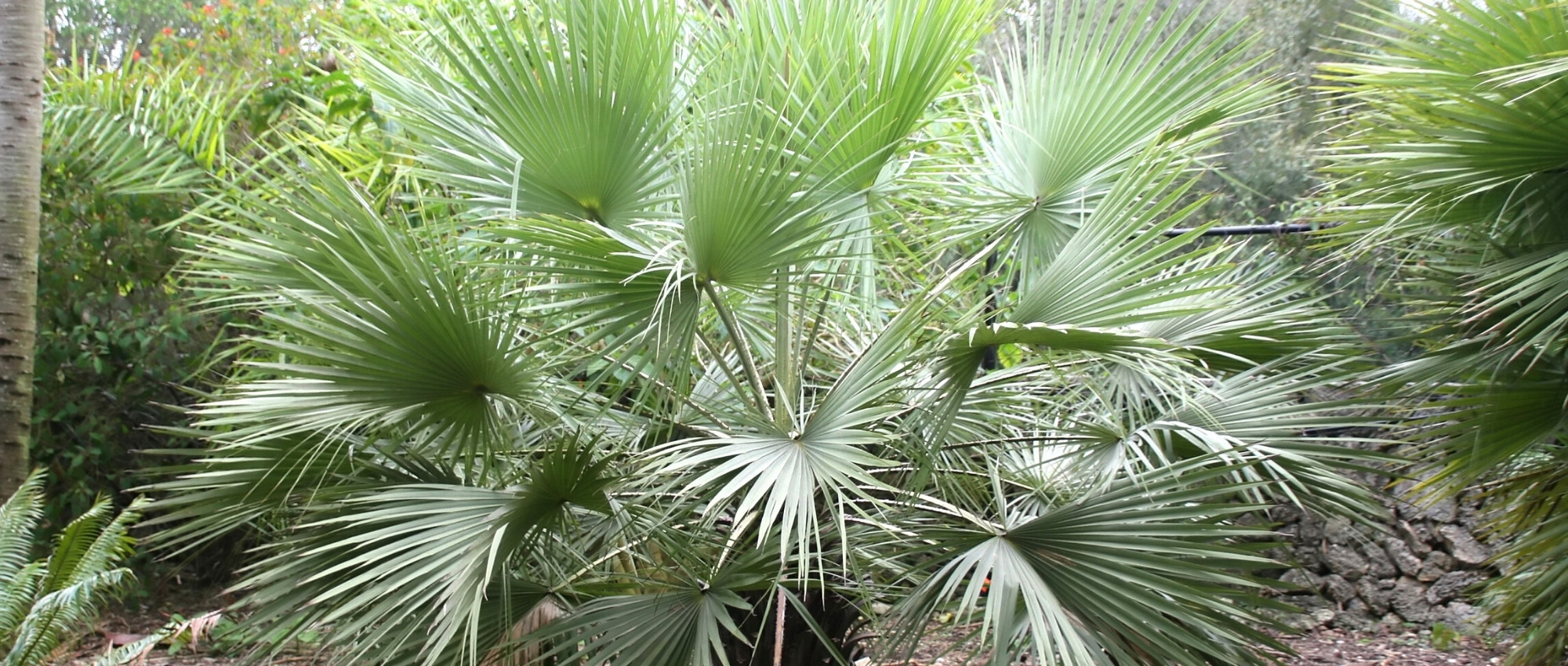 Brahea: planting, growing, and maintaining