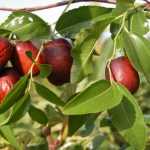 The jujube tree: planting, pruning, and caring for