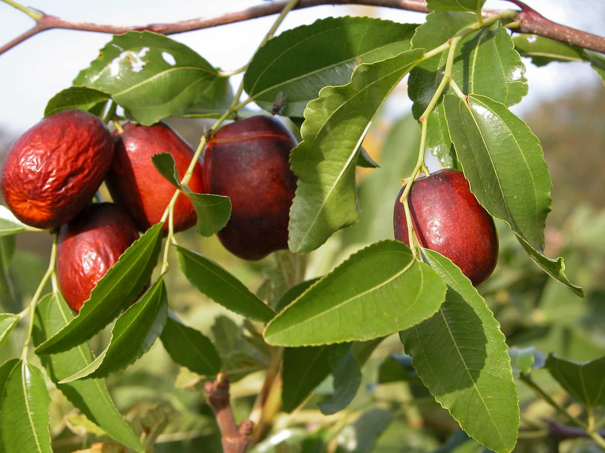 The jujube tree: planting, pruning, and caring for