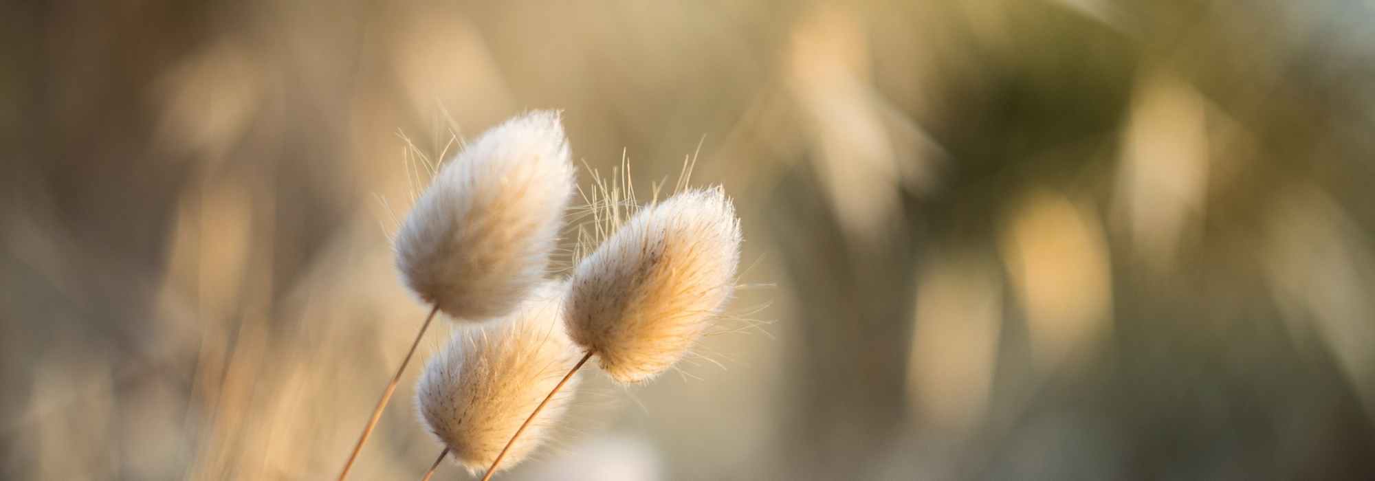 Fluffy plants