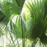 Sabal: planting, growing, and maintaining