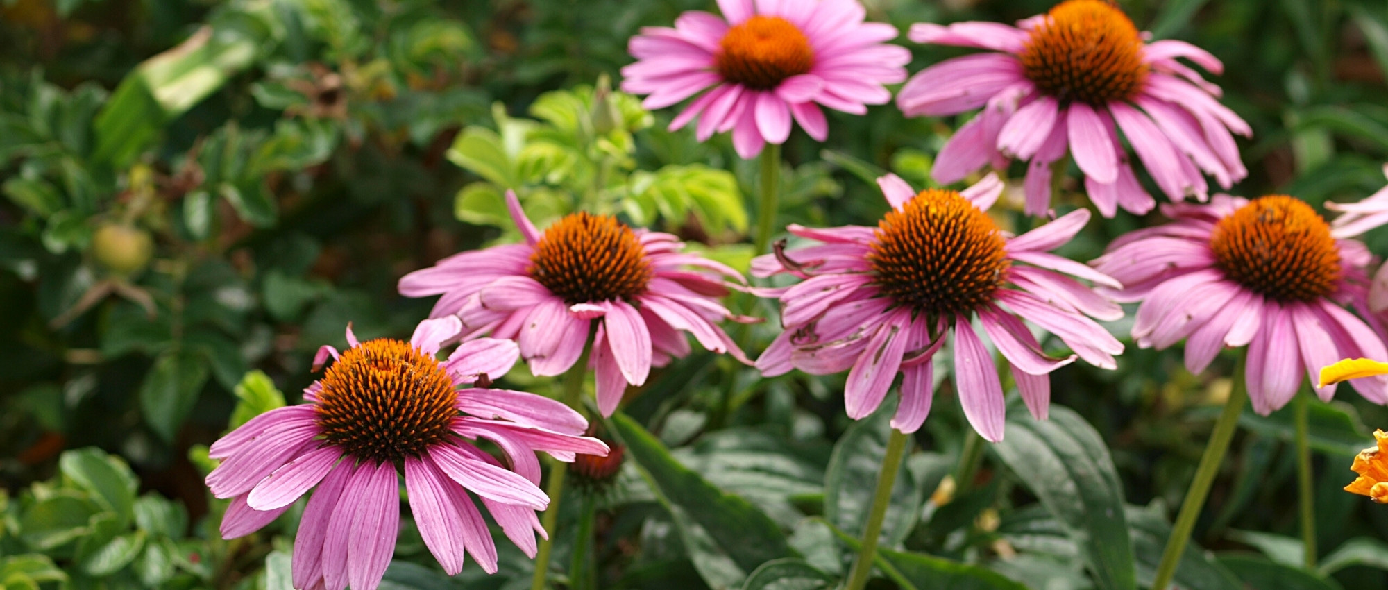 10 perennial plants for late summer flowering
