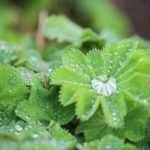 How to choose an alchemilla?