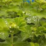 Associate lady's mantle