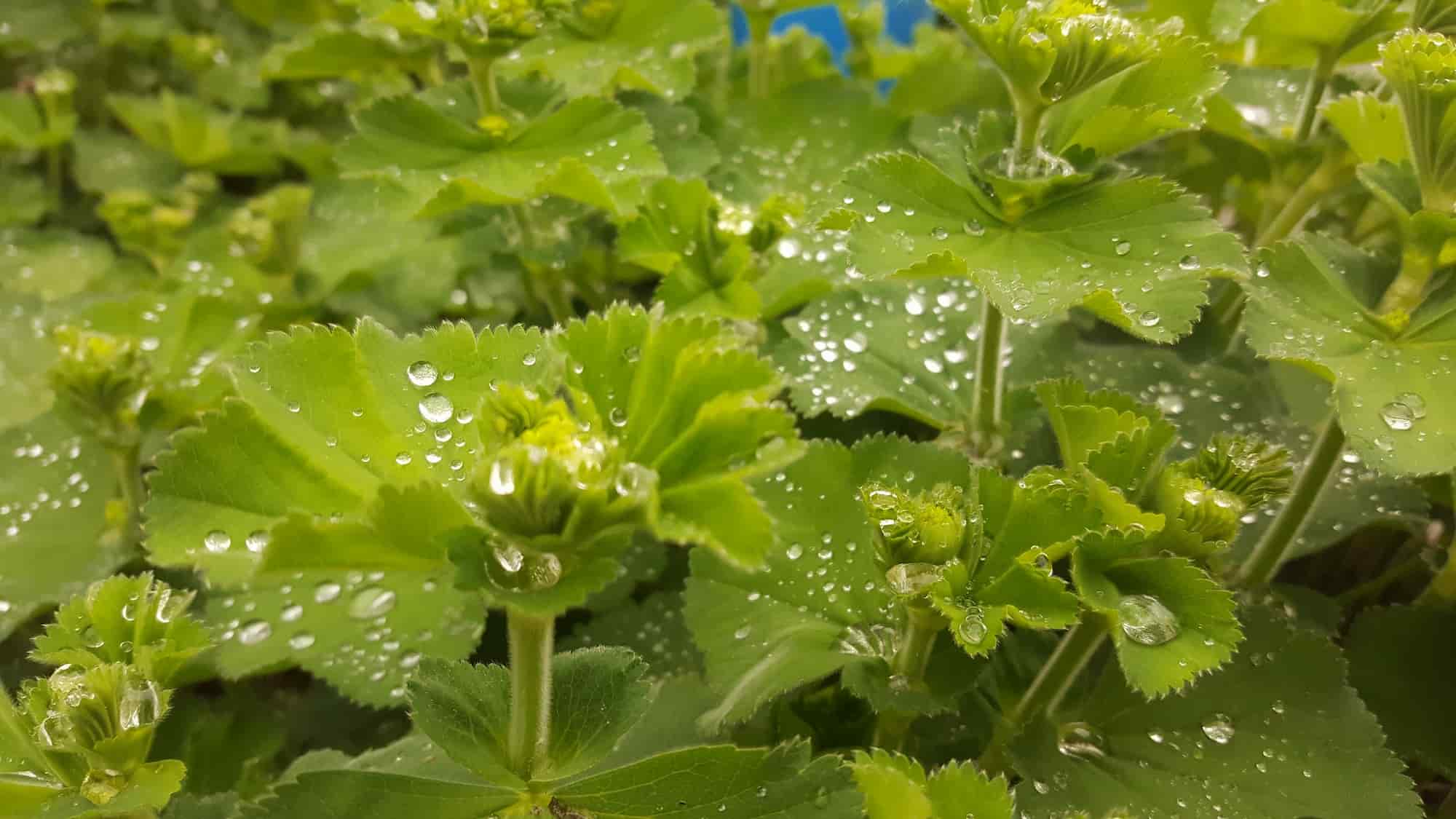 Associate lady's mantle