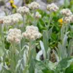 Anaphalis: 5 companion planting ideas