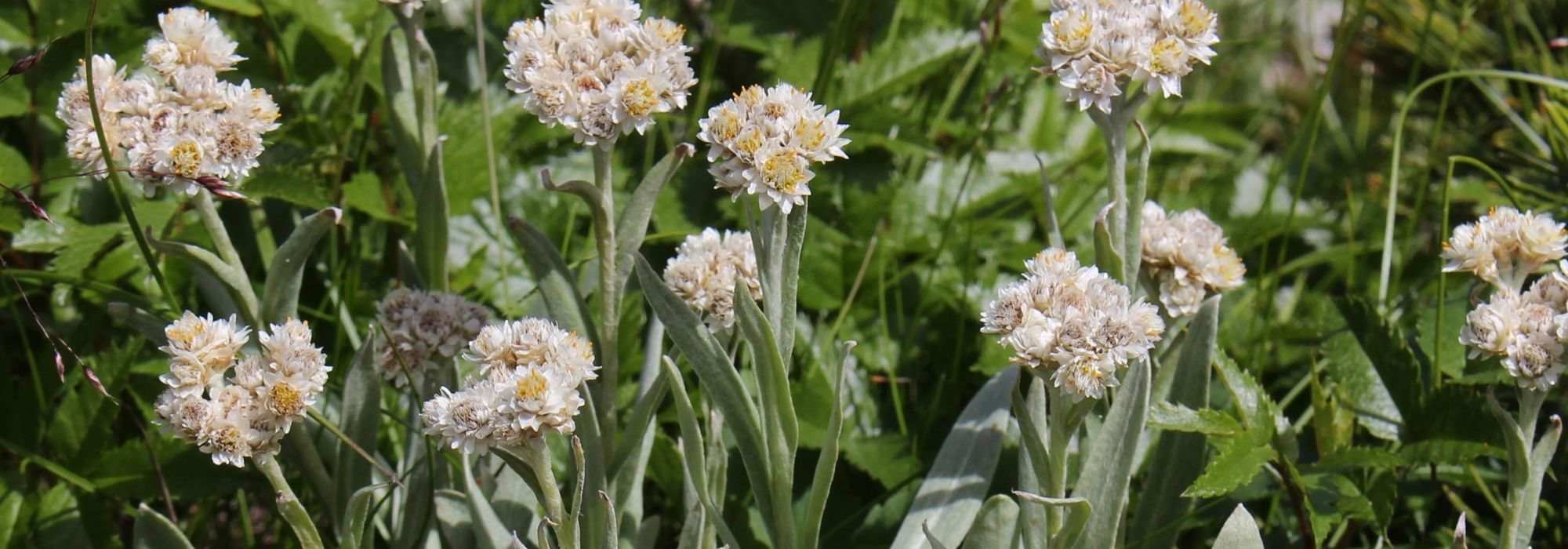Anaphalis, Silver Immortelle: planting, cultivation, maintenance