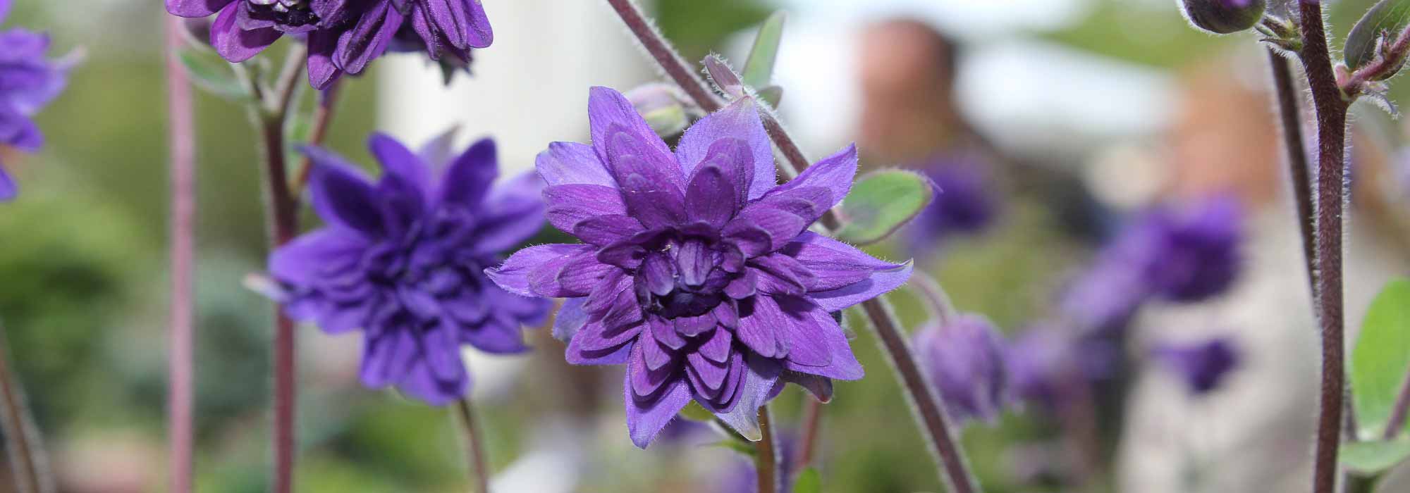 Choosing an aquilegia